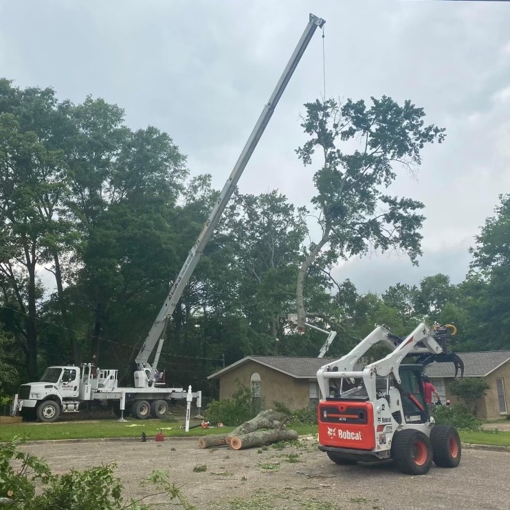 Arbor Pro Tree Service's equipment removing a tall tree