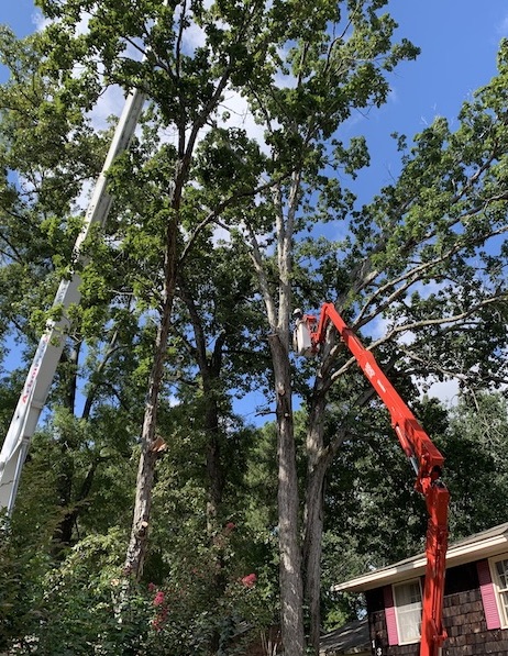Tree Service's expert working with specialized equipment for a tall tree trimming
