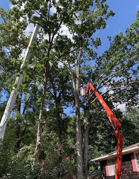 Tree Trimming in Montgomery, AL | Arbor ProTree Service
 - IMG_1258_(1)