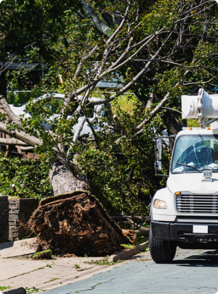 Tree Trimming Greensboro