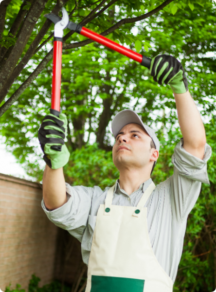 Tree Services in Eclectic, AL | Arbor ProTree Services - tree-pruning